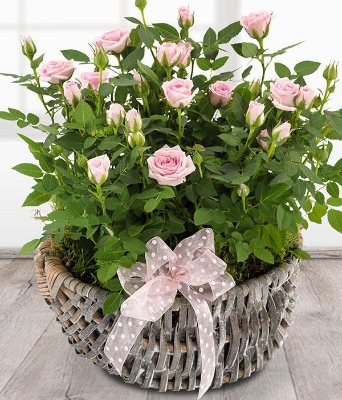 Rose Basket *