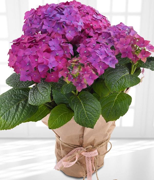 Hydrangea Plant *