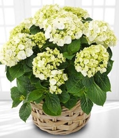 White Hydrangea *