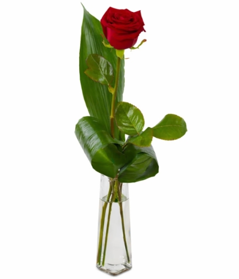 Single Red Rose